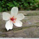 即時熱門文章：2010土城桐花