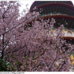 即時熱門文章：2011天元宮賞櫻