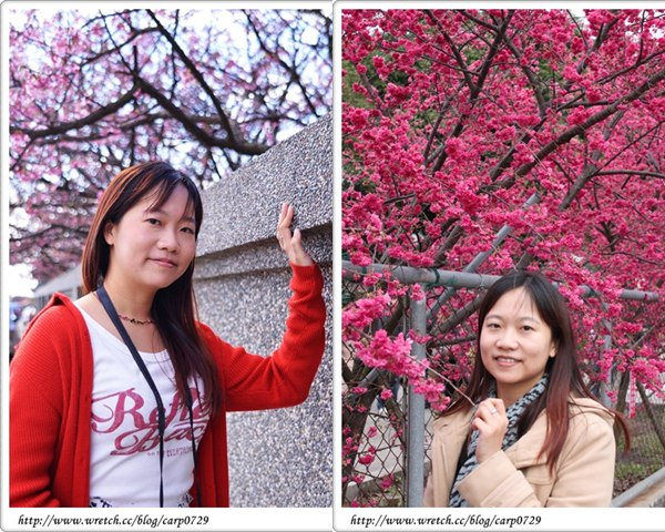 平菁街&amp;泰安派出所櫻花大pk @魚樂分享誌