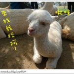 即時熱門文章：【台中】天馬牧場~熱鬧的草泥馬樂園^o^