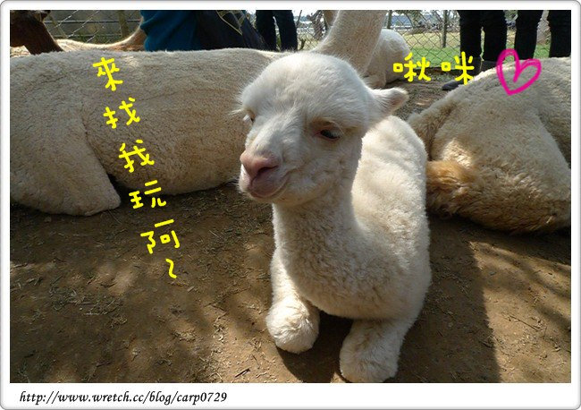 【台中】天馬牧場~熱鬧的草泥馬樂園^o^ @魚樂分享誌