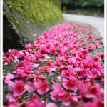 即時熱門文章：【新北烏來】福山櫻花道賞櫻