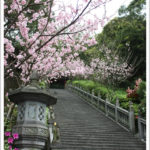 即時熱門文章：【台北內湖】碧山巖賞櫻