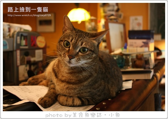 【台北大安】路上撿到一隻貓義式咖啡館 @魚樂分享誌