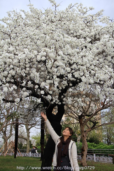 2013釜山櫻花自由行之龍頭山公園大白櫻 @魚樂分享誌