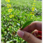 即時熱門文章：【新北三峽】農業好伴手，旅遊袋著走(下)~三峽茶鄉