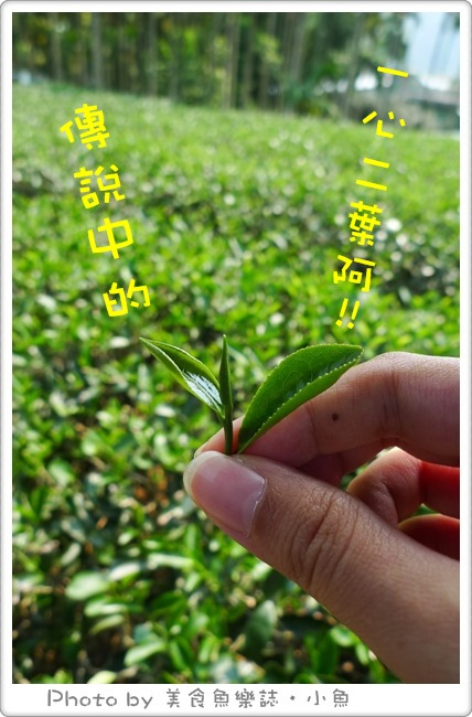 【新北三峽】農業好伴手，旅遊袋著走(下)~三峽茶鄉 @魚樂分享誌