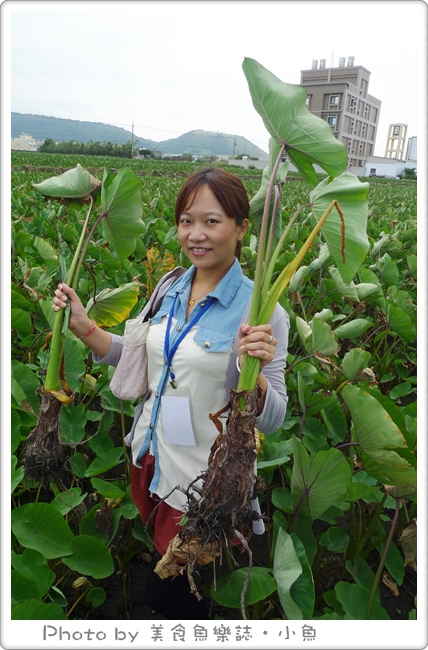 【台中大甲】芋見幸福花園體驗之旅 @魚樂分享誌