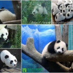 即時熱門文章：【台北文山】到木柵動物園看可愛大貓熊圓仔
