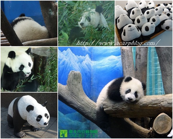 【台北文山】到木柵動物園看可愛大貓熊圓仔 @魚樂分享誌