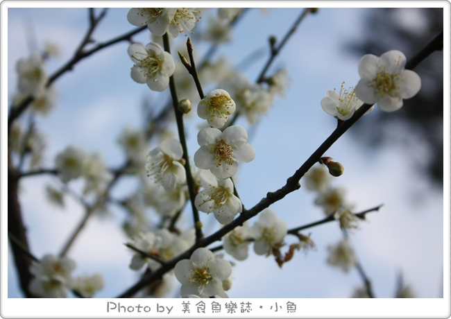 【桃園】復興鄉賞梅@角板山行館‧角板山公園 @魚樂分享誌
