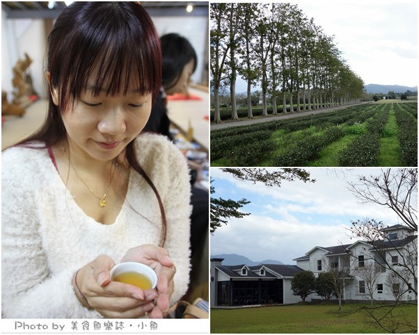 【台東】看見農遊新樂園~龍田烏龍茶遠足，綠色隧道單車遊 @魚樂分享誌