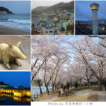 即時熱門文章：【韓國】春假釜山賞櫻五天四夜行程