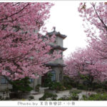 即時熱門文章：【台北士林】陽明山東方寺賞櫻(2014.3.19花況)