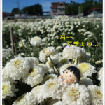 即時熱門文章：【苗栗銅鑼】2015苗栗銅鑼杭菊季‧讓我們一起賞花去!!
