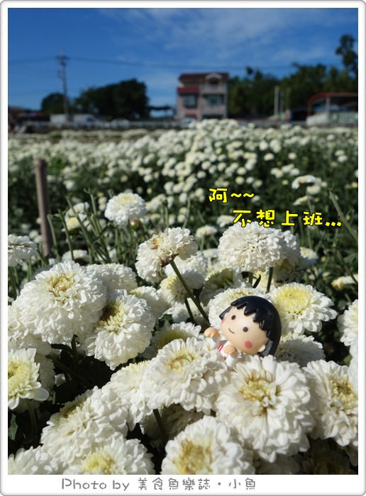 【苗栗銅鑼】2015苗栗銅鑼杭菊季‧讓我們一起賞花去!! @魚樂分享誌