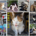 即時熱門文章：【新北瑞芳】猴硐貓村一日遊/尋找喵星人