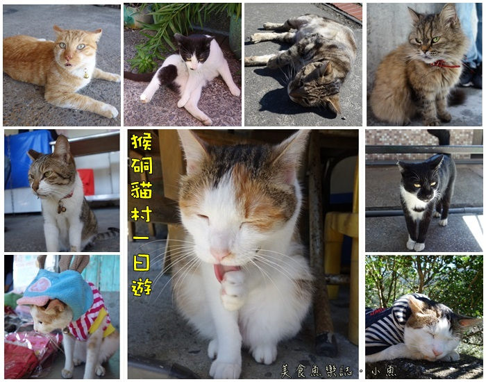 【新北瑞芳】猴硐貓村一日遊/尋找喵星人 @魚樂分享誌