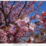 即時熱門文章：【日本東京】代代木公園/賞櫻散步遛小孩