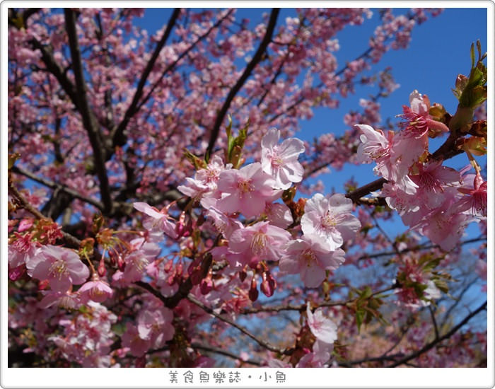 【日本東京】代代木公園/賞櫻散步遛小孩 @魚樂分享誌