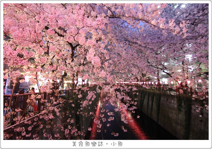 【日本東京】2015賞櫻之旅Day1 關東第一賞櫻名所目黑川/夜櫻 @魚樂分享誌
