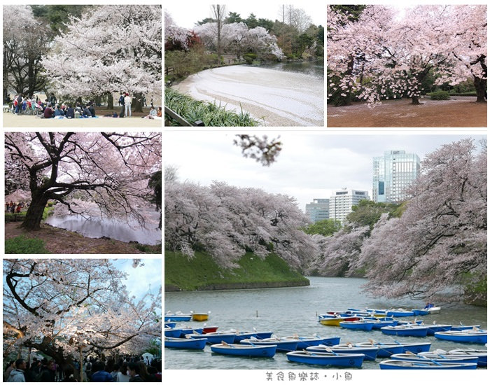 【日本東京】2015賞櫻之旅Day2 (上) 築地本願寺/新宿御苑 @魚樂分享誌
