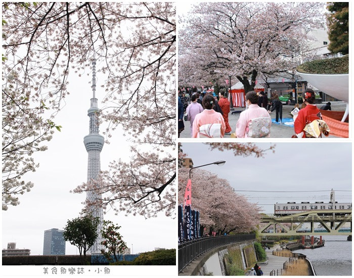 【日本東京】隅田公園賞櫻/晴空塔 @魚樂分享誌