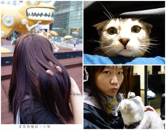 【台北中正】 A’mour Hair Salon 公館美髮/漂染/結構式護髮/貓咪坐檯 @魚樂分享誌