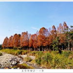 即時熱門文章：【雲林古坑】桂林村落羽松秘境/熱門景點