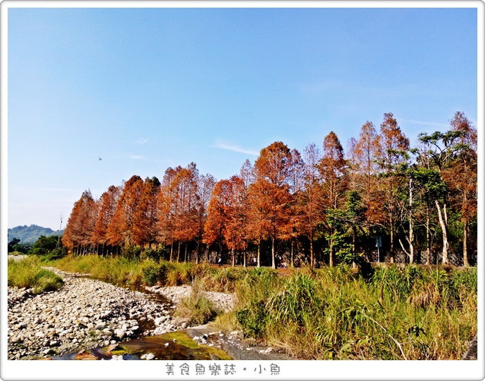 【雲林古坑】桂林村落羽松秘境/熱門景點 @魚樂分享誌