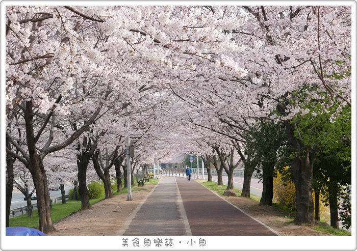 【韓國釜山】三樂江邊公園 삼락강변공원/兩公里超長超美櫻花步道 @魚樂分享誌