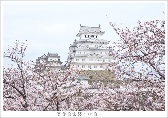 【日本旅遊】2017姬路城賞櫻/日本櫻花百大名勝 @魚樂分享誌
