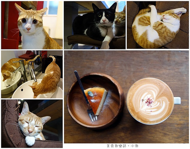 【新北板橋】猜咖啡 Guess What/貓奴必去/近新埔站 @魚樂分享誌