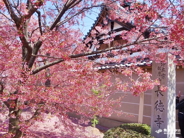長德寺櫻花