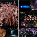 即時熱門文章：【京都旅遊】二條城夜櫻│古城夢幻光雕秀│京都賞櫻景點