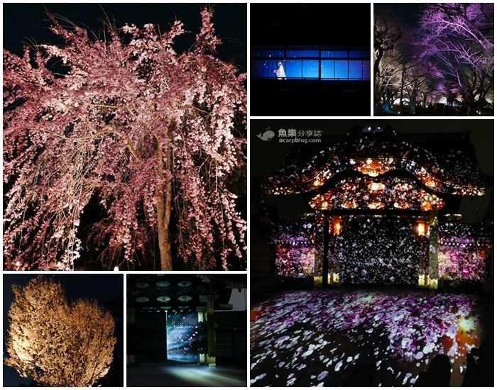 二條城夜櫻