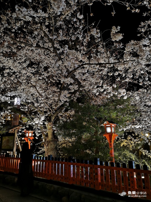 祇園白川夜櫻