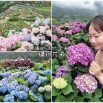 即時熱門文章：【台北景點】2019陽明山竹子湖繡球花季│賞花推薦│交通規劃