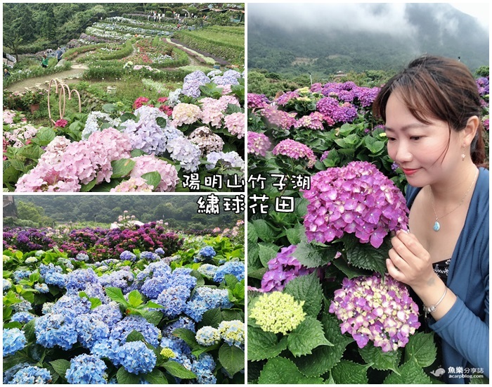 竹子湖繡球花