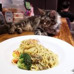 即時熱門文章：【台北中正】肉球森林｜東門站最新主題餐廳｜超療癒貓咪 狐獴 大嘴鳥