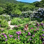 即時熱門文章：【台北北投】2020繡球花季｜陽明山竹子湖｜花與樹繡球花田｜門票交通資訊