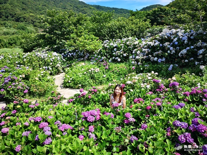 2020陽明山竹子湖繡球花