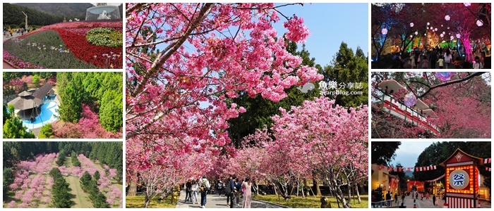 九族櫻花祭